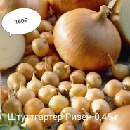 У нас приехал лук-севок! 