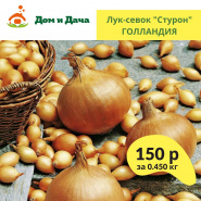 Поступление лука-севка 